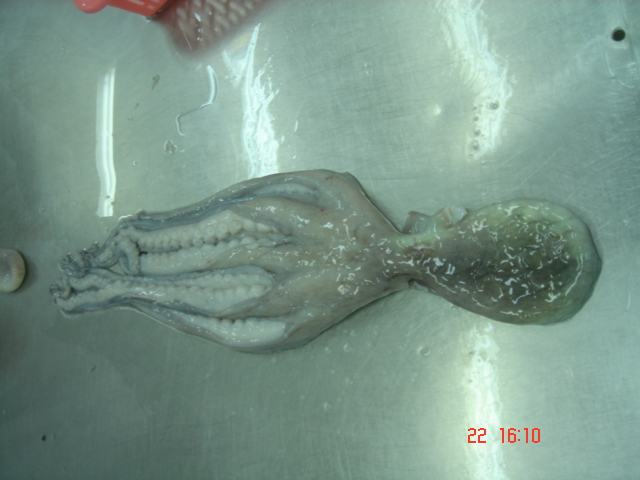 Poulp Squid